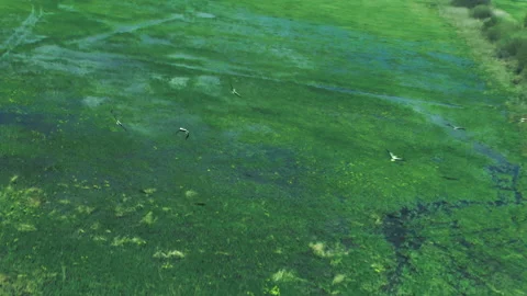 Storks and herons fly over the spilled river. Helicopter view Stock-Footage 154658774