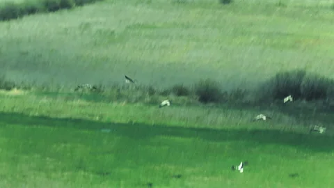 Storks and herons fly over the spilled river. Helicopter view Stockbeeldmateriaal 154658811