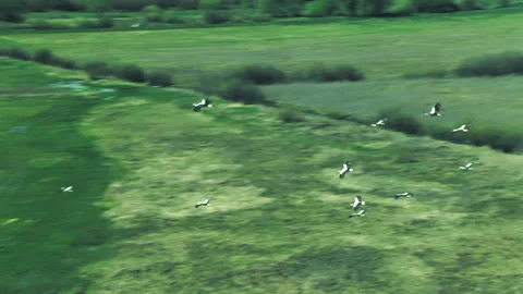 Storks and herons fly over the spilled river. Helicopter view Stock-Footage 154660136