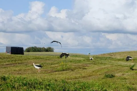 Storks and road Stock Photos