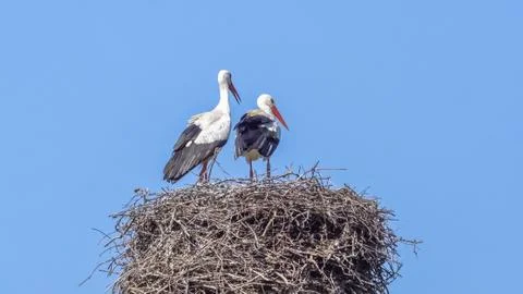 The storks are back! Foto stock