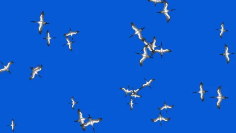 Storks are flying. Against the background of the blue sky. Stock-Footage 139702587