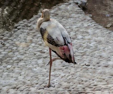Storks are large, long-legged, long-necked wading birds with long, stout bills. Stock-Fotos