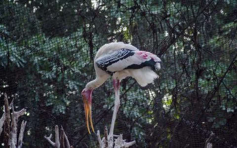 Storks are large, long-legged, long-necked wading birds with long, stout bills. Stock Photos