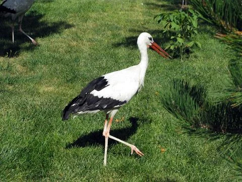 Storks are large, long-legged, long-necked wading birds with long, stout bill Stock Photos