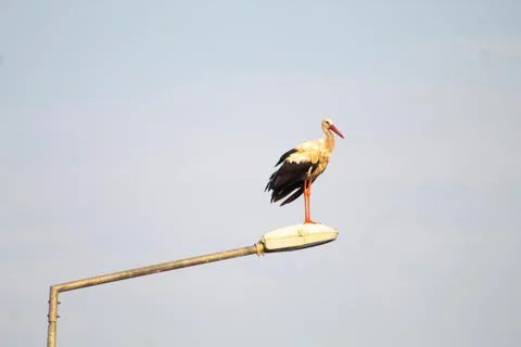 Storks are long-legged, long-necked, migratory birds. Stock Photos