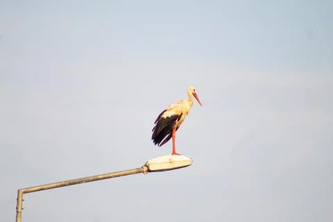 Storks are long-legged, long-necked, migratory birds. Stock Photos