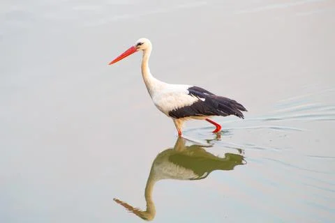 Storks are long-legged, long-necked, migratory birds. Stock Photos