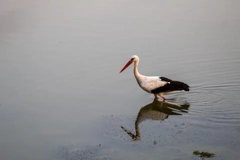 Storks are long-legged, long-necked, migratory birds. Stock Photos