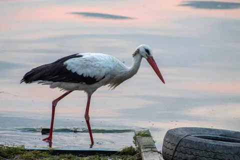 Storks are long-legged, long-necked, migratory birds. Stock Photos