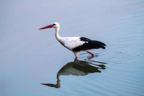 Storks are long-legged, long-necked, migratory birds. Stock Photos