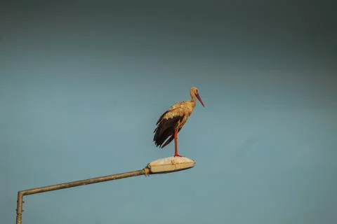 Storks are long-legged, long-necked, migratory birds. Stock Photos