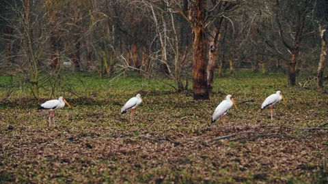 Storks are scavenging on ground for sustenance in Kenya. Stock Footage 236542801