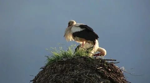 Storks are sitting in the nest. Summer Stock Footage 53023038