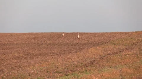 Storks are walking on the mowed field Stock Footage 290065401