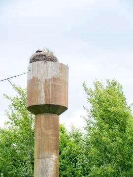Storks on a background of blue sky Foto stock