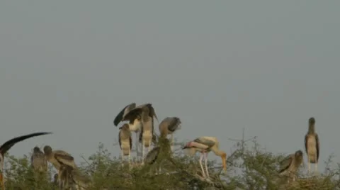 Storks Balancing in Tree Tops Stock Footage 10604893