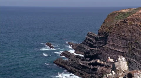 Storks on the beach #1 Stock Footage 48053562