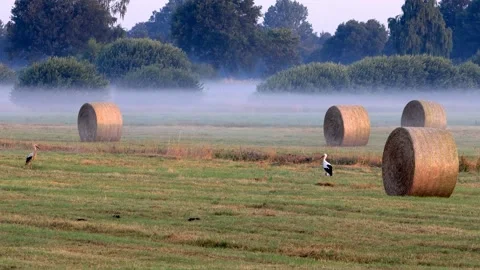 Storks between hay bales, Ciconia Ciconia Stock Footage 215854548