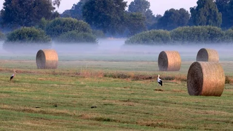 Storks between hay bales, Ciconia Ciconia Stock Footage 221510453