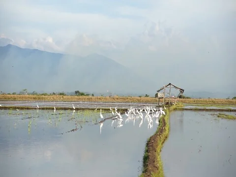 Storks bird Stock Footage 105023986