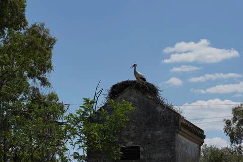 Storks. Birdlife  in Dehesa de Abajo.Sevilla. Andalusia,Spain Stock Photos