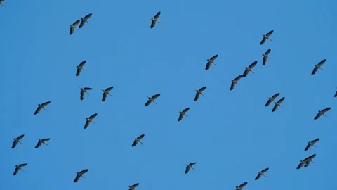 Storks in the blue sky, asia Stock-Footage 213045233