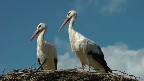 Storks blue sky HD 動画素材 89619209