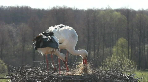 STORKS BUILD THE NEST Stockbeeldmateriaal 693891