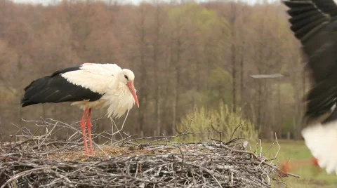 STORKS BUILD THE NEST Video stock 694130