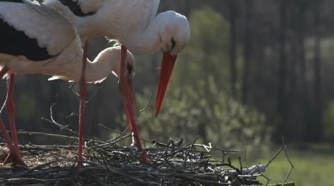 STORKS BUILD THE NEST Video stock 694664