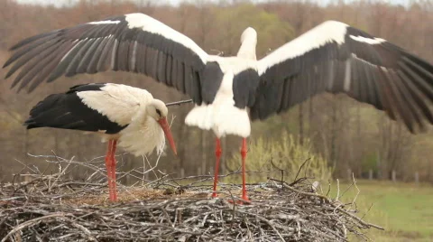 STORKS BUILD THE NEST Vídeos de archivo 694714