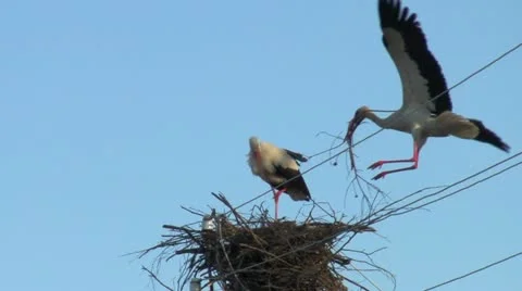 Storks build a nest Vídeo Stock 10916709