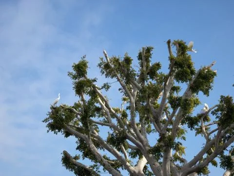 Storks build nests on a tree in Malibu Stock Photos