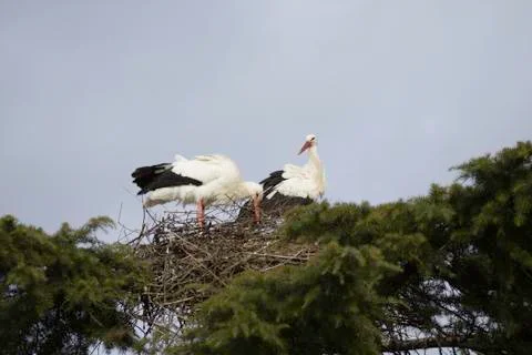 Storks building a nest Stock Photos