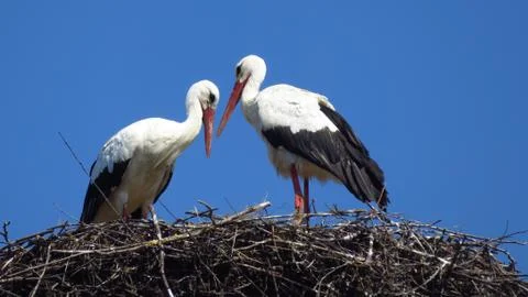 Storks Building a Nest Stock Photos