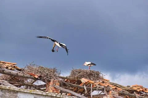 Storks building nests on a rooftop under cloudy skies in the early morning Stock Photos