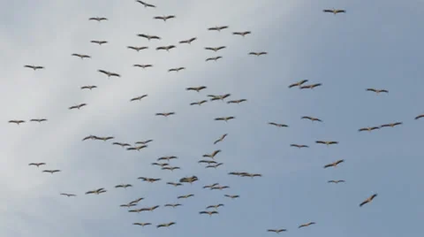 Storks circling in the air Stock Footage 39535372