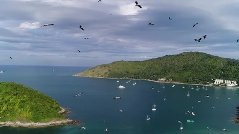Storks circling over the bay with yachts and a small island Stock Footage