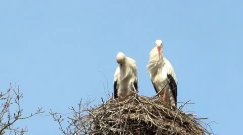 Storks cleaning themselves on their nest Stock Footage 11068475
