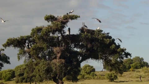 Storks coming out of the flying tree Video stock 83096192