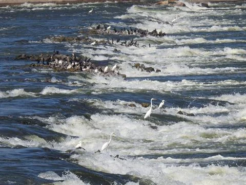 Storks in dam Foto stock