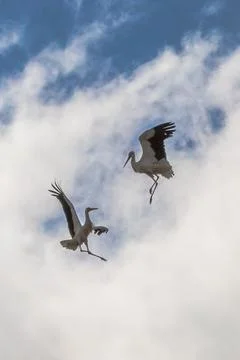 Storks in Dancing Stock Photos