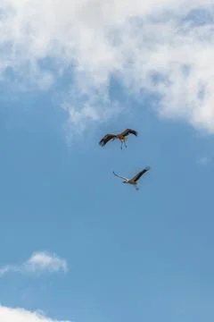 Storks in Dancing Stock Photos
