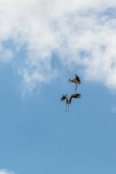 Storks in Dancing Stock Photos