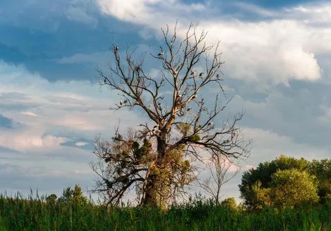 Storks on a dead tree Stock Photos