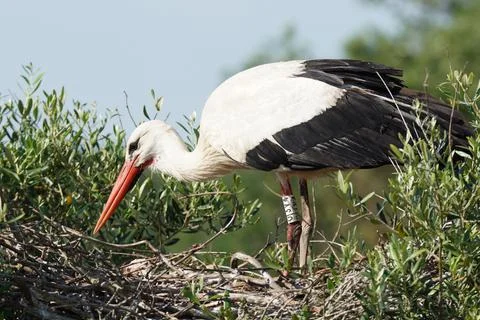 Storks in Dehesa de Abajo. Natural Park. Puebla del Rio. Sevilla, Spain Stock Photos