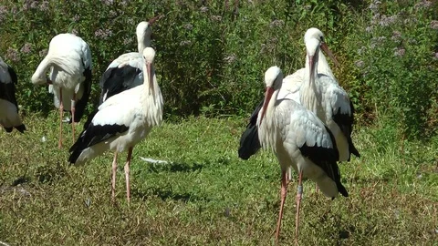 Storks down HD 動画素材 84404324