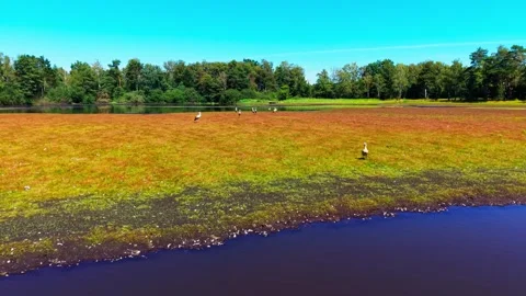 Storks on drying lake with orbital drone movement Stock Footage 340919904