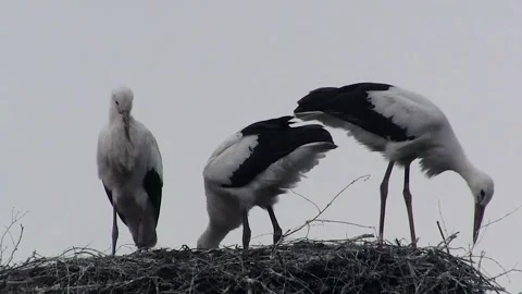 Storks Eat Stock Footage 154367595